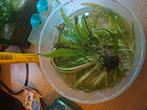 Aquarium planten, Dieren en Toebehoren, Vissen | Aquariumvissen