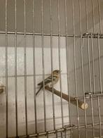 Botvinkpoppen, mutatie, Dieren en Toebehoren