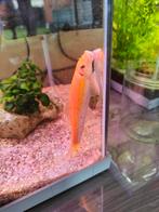 Siamese algeneter goud