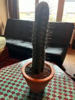 Grote Big Cactus 60cm, Huis en Inrichting, Kamerplanten, Cactus, Ophalen