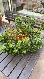 Kalanchoë met roze bloemen, Huis en Inrichting, Kamerplanten, Ophalen, Vetplant, Minder dan 100 cm, Bloeiende kamerplant