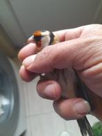 Chardonneret, Dieren en Toebehoren, Vrouwelijk, Wildzangvogel