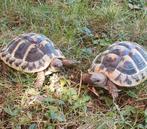 Griekse Schildpadjes te koop. Gechipt en met cites., Dieren en Toebehoren