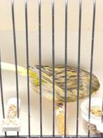 Glosters te koop twee ronde, tt waardig, Postuurkanarie