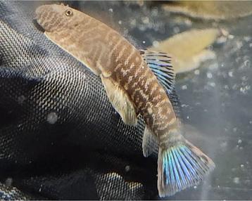 Blue Zebra Hillstream Loaches , laatste 5 visjes beschikbaar voor biedingen