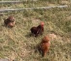 Cochin kriel trio, Dieren en Toebehoren, Pluimvee, Meerdere dieren, Kip