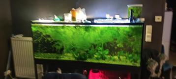 Aquarium 600L beschikbaar voor biedingen