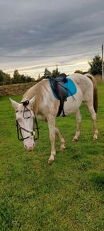 Weide gezocht houthalen helchteren, Dieren en Toebehoren