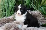 Australische herder pups geboren op boerderij, Dieren en Toebehoren, CDV (hondenziekte), Meerdere, 8 tot 15 weken, Meerdere dieren