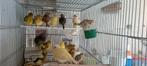 Canary Fife Fancy, Dieren en Toebehoren