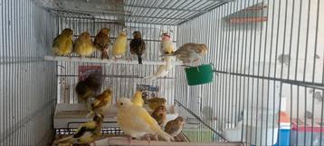 Canari fife fancy