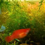 Guppiegras, Dieren en Toebehoren, Vissen | Aquariumvissen