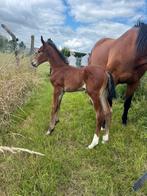 Chique hengstveulen uit top moederlijn, Dieren en Toebehoren, Paarden
