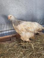Jonge brahma hennen, Dieren en Toebehoren, Vrouwelijk, Kip