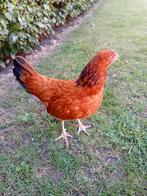 Hen lakevelder x isa brown, Dieren en Toebehoren