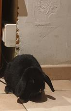lapin naine hollandaise  Nhd, Femelle, Nain, Oreilles tombantes, 0 à 2 ans