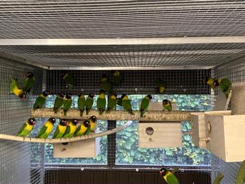 Agapornis personata beschikbaar voor biedingen