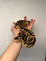 0.1 pied het axanthic VPI - Python regius