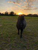 Shetlander ruin, Dieren en Toebehoren, Gechipt, Ruin, Zadelmak, A pony (tot 1.17m)