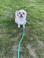 Shih tzu, Dieren en Toebehoren, Honden | Chihuahua's en Gezelschapshonden, België, Fokker | Hobbymatig, Overige rassen, CDV (hondenziekte)