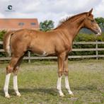 Chique brave jaarling merrie (VV escamillo), Dieren en Toebehoren, Merrie, ZZ, Gechipt