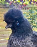 Zilverpatrijs zijdehoen hen, Dieren en Toebehoren, Vrouwelijk, Kip