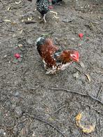 Cochin kriel haantje, Dieren en Toebehoren, Pluimvee