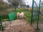Mooie bleu de main ooien, Dieren en Toebehoren, Schapen, Geiten en Varkens