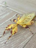 Phyllium Letiranti "Tataba" eggs (x10) - Oeufs de Phasmes, Animaux & Accessoires, Phasme