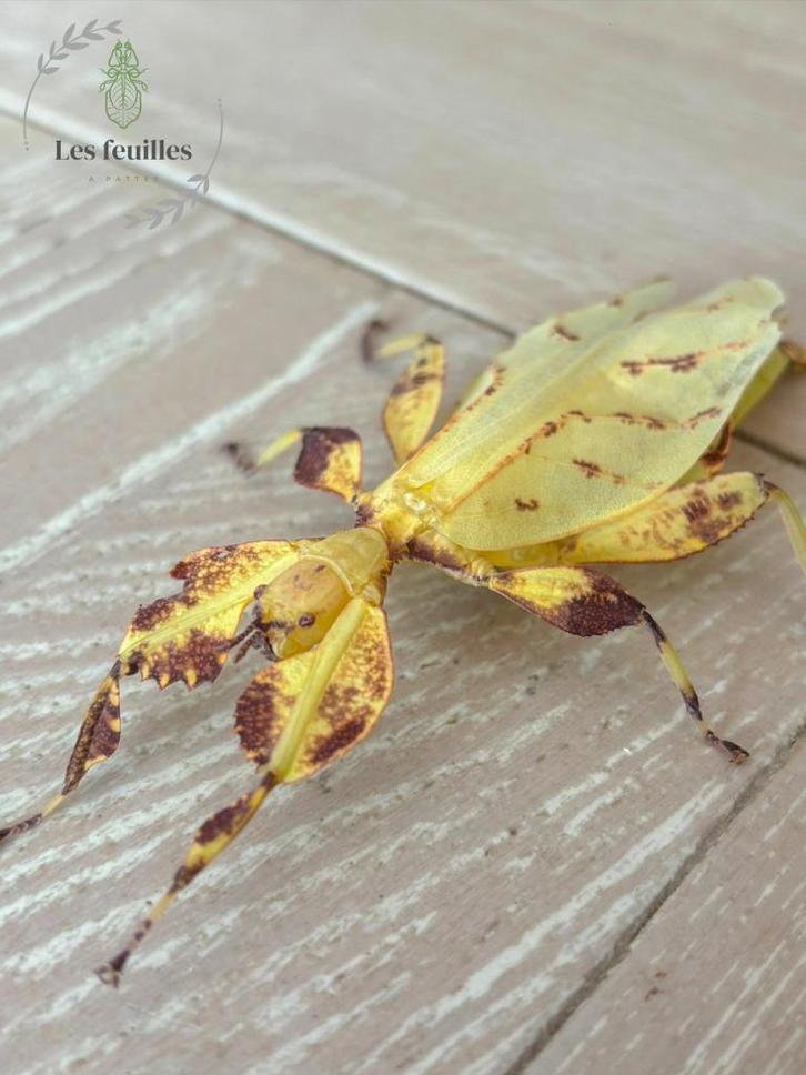 Phyllium Letiranti "Tataba" eggs (x10) - Oeufs de Phasmes, Animaux & Accessoires, Insectes & Araignées, Phasme