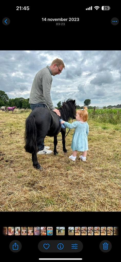 Shetland Zwart, Dieren en Toebehoren, Pony's