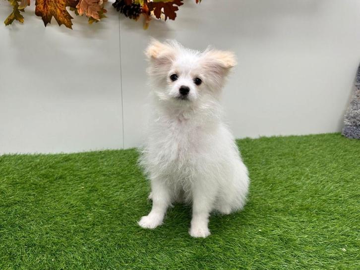 Pom Frisé puberpups, Dieren en Toebehoren, Honden | Niet-rashonden, Teef, Fokker | Professioneel, Meerdere, België, 15 weken tot 1 jaar