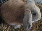 2 nederlandse hangoren voedsters 8 weken oud, Dieren en Toebehoren, Konijnen, Vrouwelijk, 0 tot 2 jaar