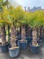 Trachycarpus fortunei, Jardin & Terrasse, Enlèvement ou Envoi