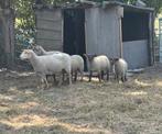 Lot schapen te koop, Schaap