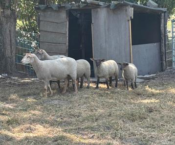 Lot schapen te koop beschikbaar voor biedingen
