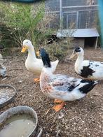 2 woerden peking vleeseend, Dieren en Toebehoren, Pluimvee, Mannelijk, Eend