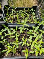 Verbena bonariensis = Vlinder & Bijenplant, Volle zon, Vaste plant, Zomer, Ophalen