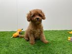 Cavapoo pups, Dieren en Toebehoren, België, Overige rassen, 8 tot 15 weken, CDV (hondenziekte)