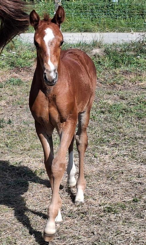 Merrieveulen Devil Z (Dominator), Dieren en Toebehoren, Paarden, Hengst, Z
