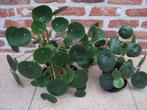 Pannenkoekenplanten, Ophalen