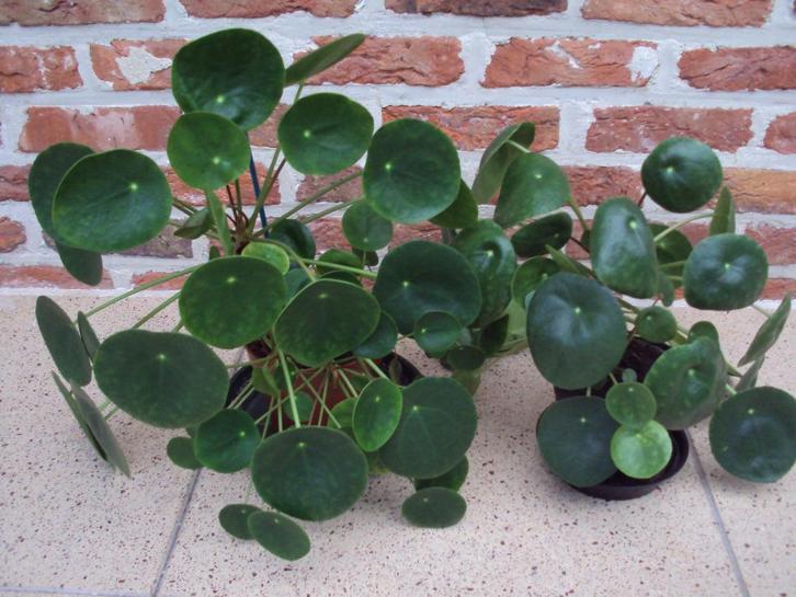 Pannenkoekenplanten, Huis en Inrichting, Kamerplanten, Ophalen