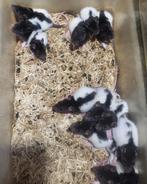 Complete rattenkweek (zie omschrijving), Dieren en Toebehoren, Knaagdieren, Meerdere dieren, Rat