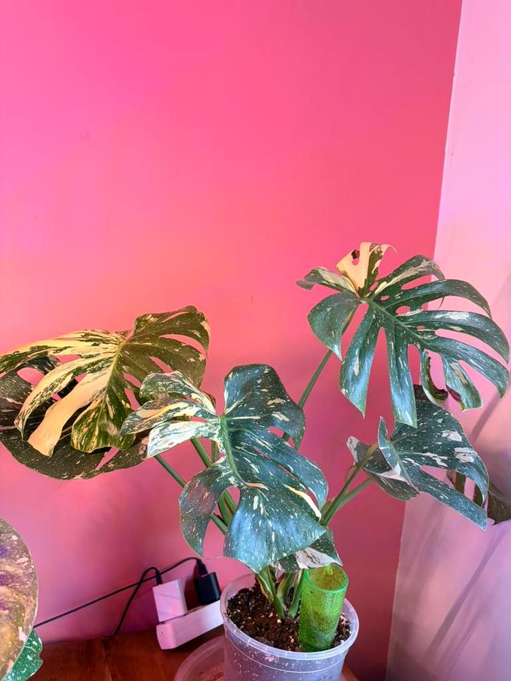 Monstera Thai Constellation, Huis en Inrichting, Kamerplanten, Ophalen of Verzenden