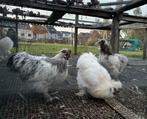 Jonge zijdehoenhanen en hennen te koop, Dieren en Toebehoren, Pluimvee, Meerdere dieren, Kip