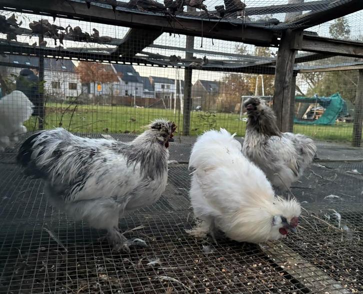 Jonge zijdehoenhanen en hennen te koop, Dieren en Toebehoren, Pluimvee, Kip, Meerdere dieren