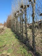 GRATIS BRANDHOUT (bomen zelf afzagen), Ophalen, Gebruikt