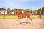 Quarter veulen hengst 2025, Dieren en Toebehoren, Paarden, Gechipt, 0 tot 2 jaar, Hengst, Westernpaard