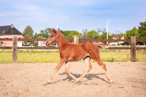 Quarter veulen hengst 2025, Dieren en Toebehoren, Paarden, Hengst, Onbeleerd, 0 tot 2 jaar, Westernpaard, Met stamboom, Gechipt