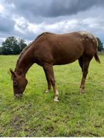 4 jarige appaloosa merrie, Dieren en Toebehoren, Paarden, Merrie